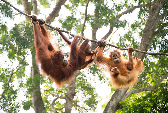シンガポールでサファリ気分を味わえるスポット