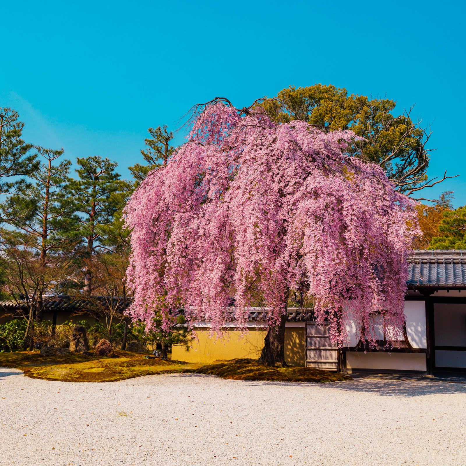 M.おおつき