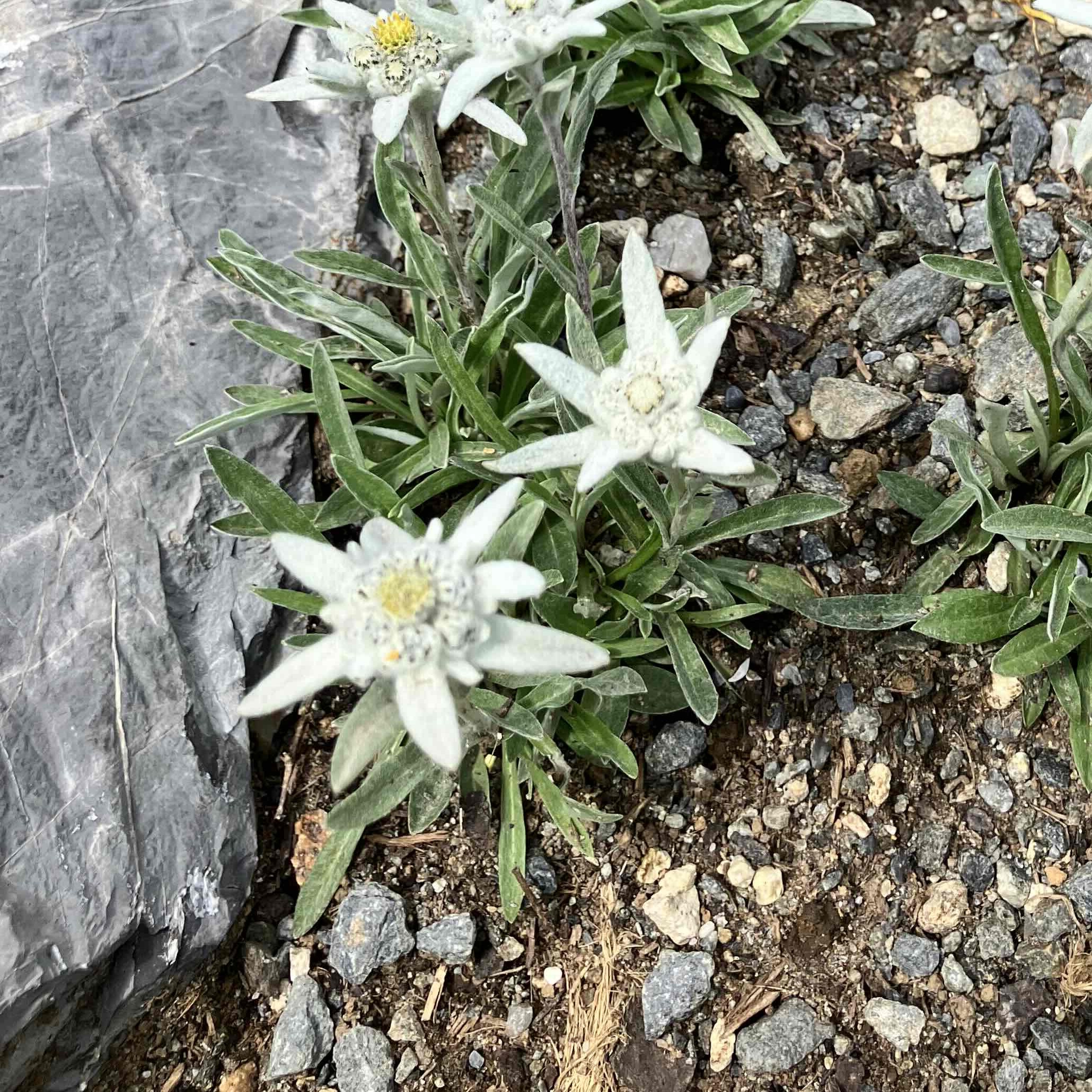 さくさく探検家