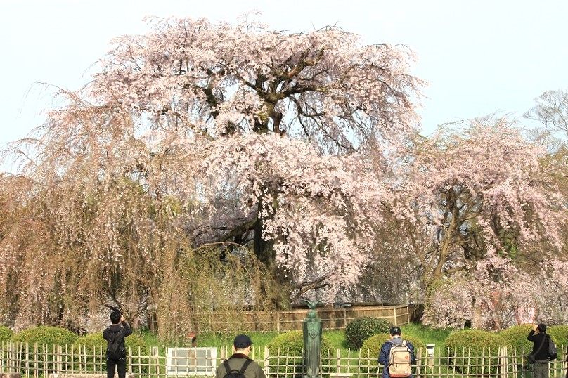 枝垂れ桜図】浜孤嘯 呼び寄せる 2684 京都円山公園 掛け軸 肉筆 共箱