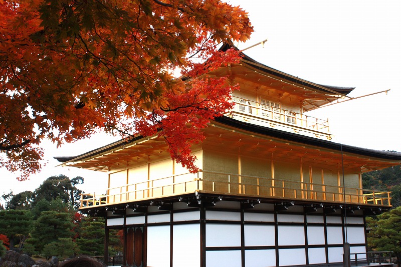 京都】紅葉の中、黄金色に輝く「金閣寺」 | 地球の歩き方