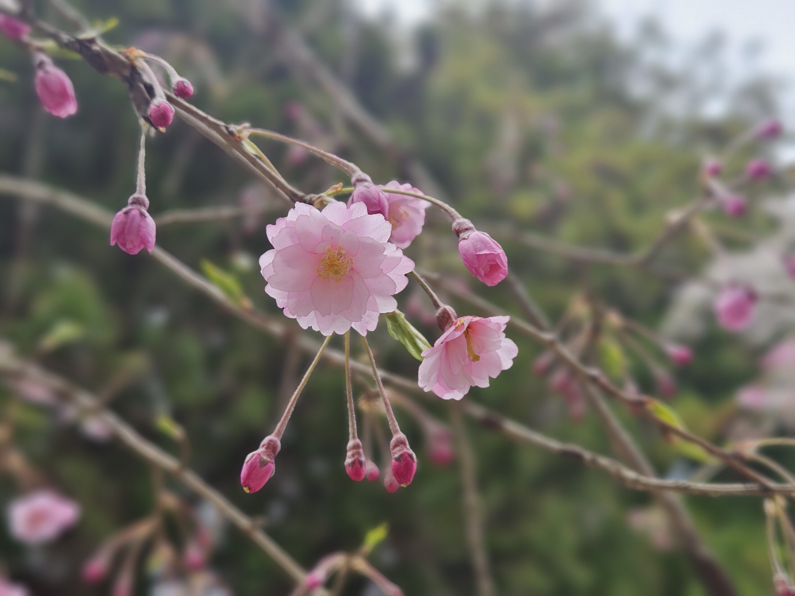 長野県　桜　光前寺　八重桜　しだれ桜