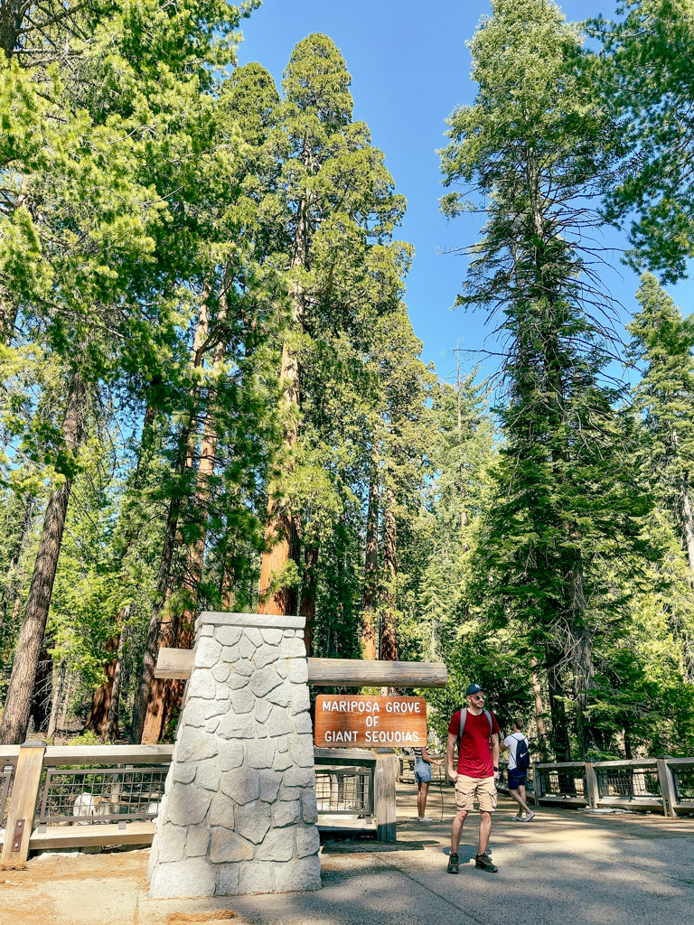 サンフランシスコ】樹齢3000年の巨木の森ヨセミテ・マリポサグローブ