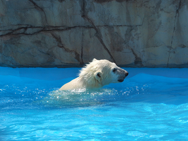 PolarBearBabyborninDec.2014