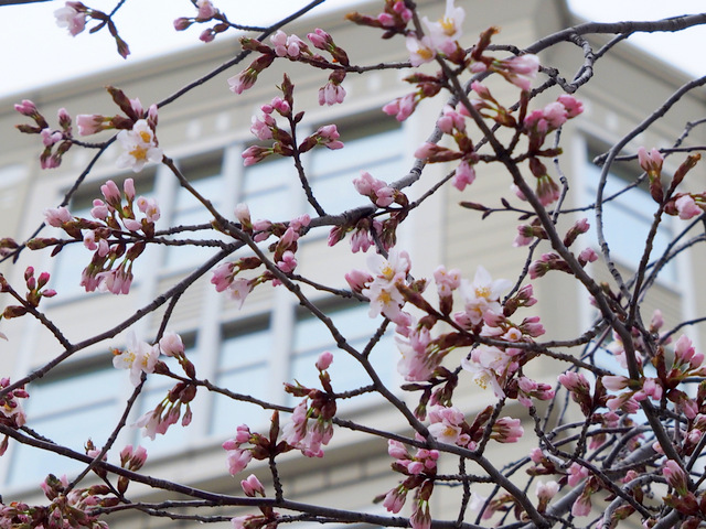 CherryBlossomsstarttobloominthegardenofHotelMonetreySapporo