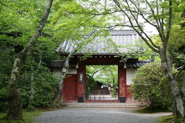 青もみじの季節を巡る049