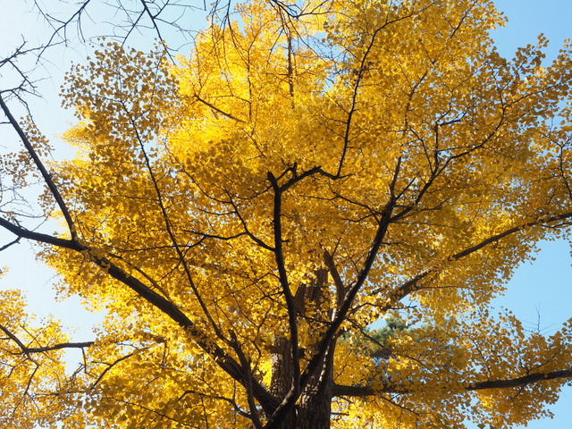 AutumnleavesofgingkoinHokkaidoJinguShrine
