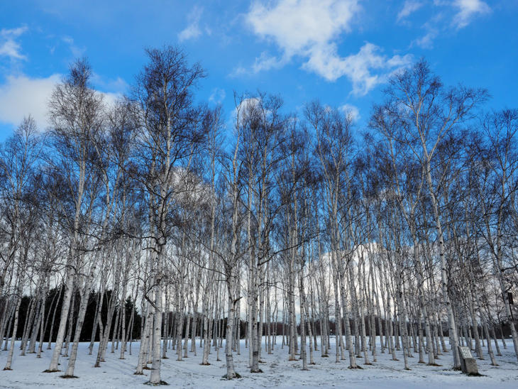 11月からは木立が映える季節～北海道の風景「白樺」 | 地球の歩き方