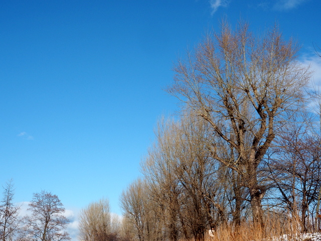 RowofpoplartreesalongtheRiverHassamu