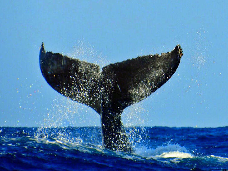 ザトウクジラのテール