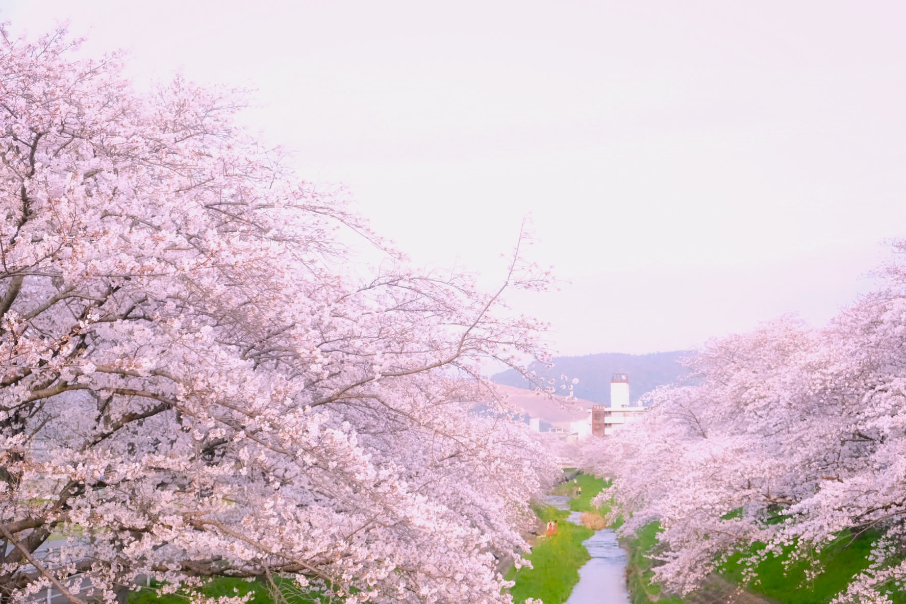 国内特派員がレポート！全国各地の桜の最新開花情報 | 地球の歩き方