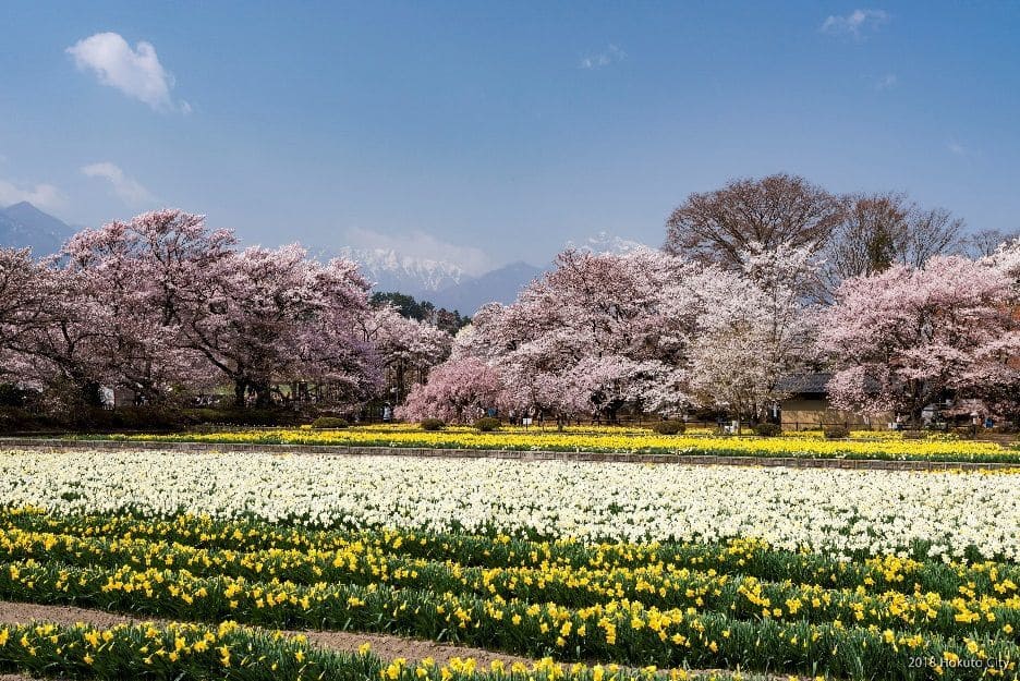 山梨】樹齢2000年の桜と老舗和菓子で巡る北杜市お花見コース | 地球の