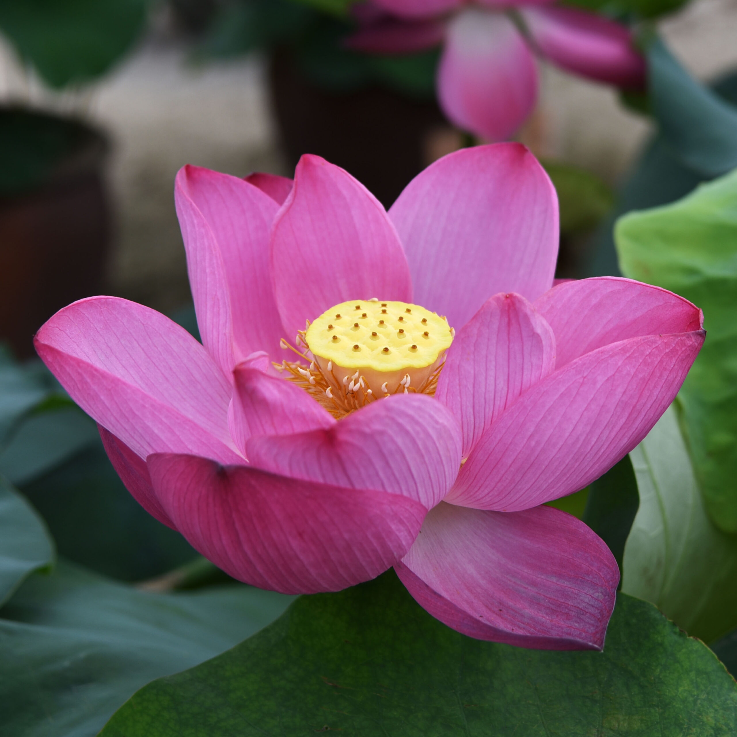 三重県】高田本山・専修寺の蓮まつり | 地球の歩き方